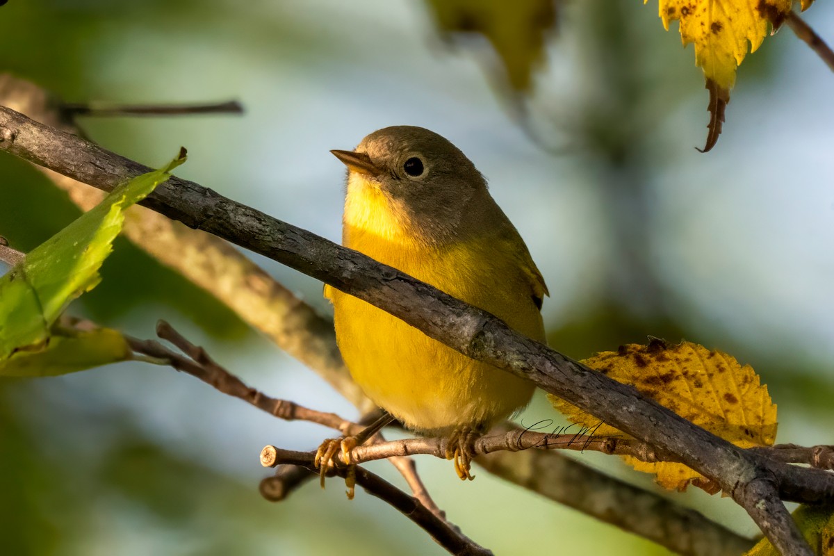 Rubinfleck-Waldsänger - ML646389541