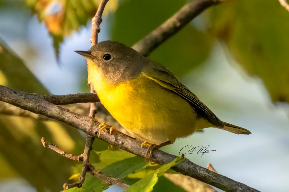 Rubinfleck-Waldsänger - ML646389542