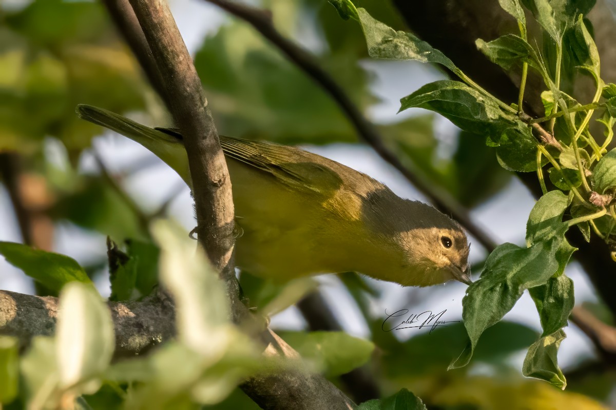 Rubinfleck-Waldsänger - ML646389543