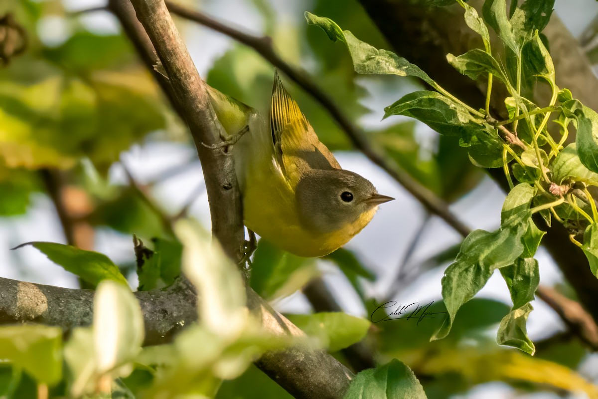 Rubinfleck-Waldsänger - ML646389544