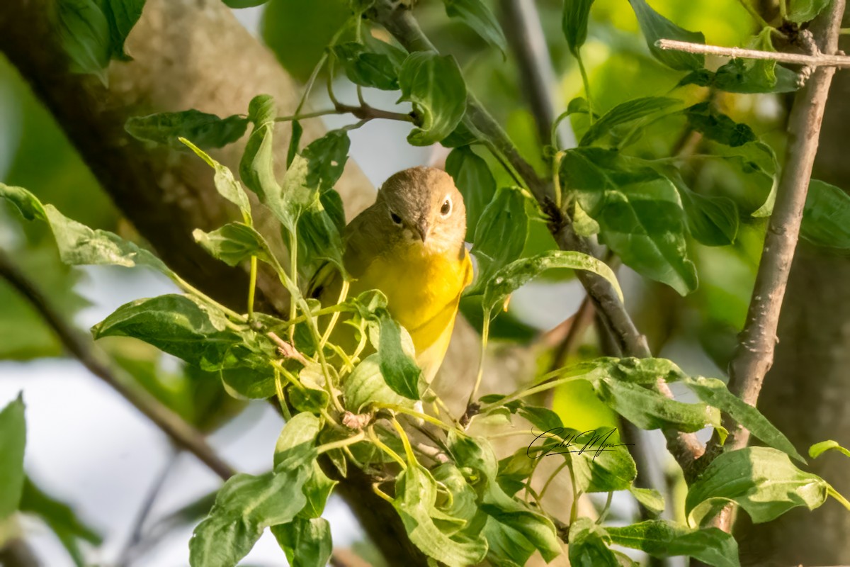 Rubinfleck-Waldsänger - ML646389545