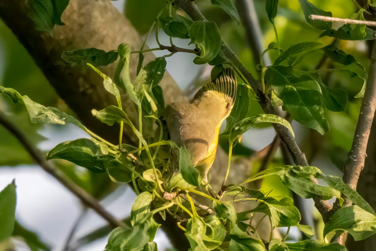 Rubinfleck-Waldsänger - ML646389546
