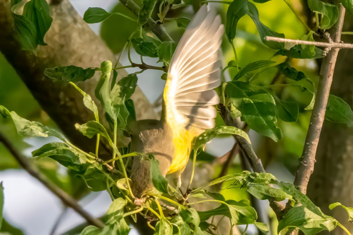 Rubinfleck-Waldsänger - ML646389547