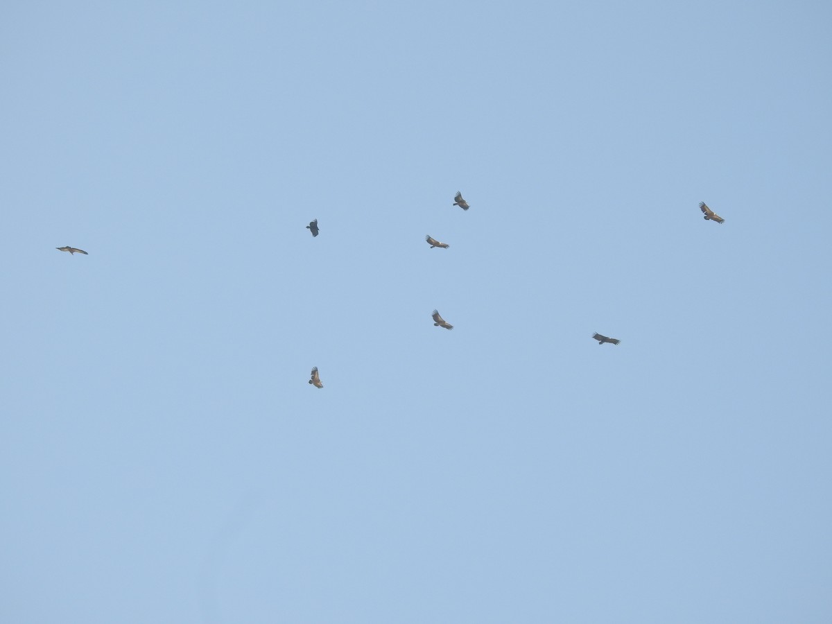 Schneegeier - ML646389549