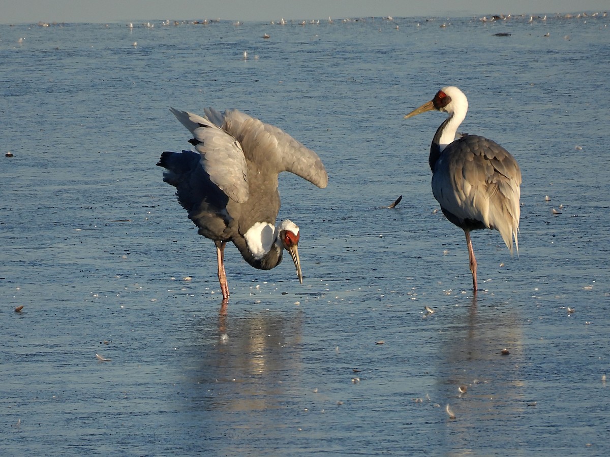 jeřáb červenolící - ML646389550