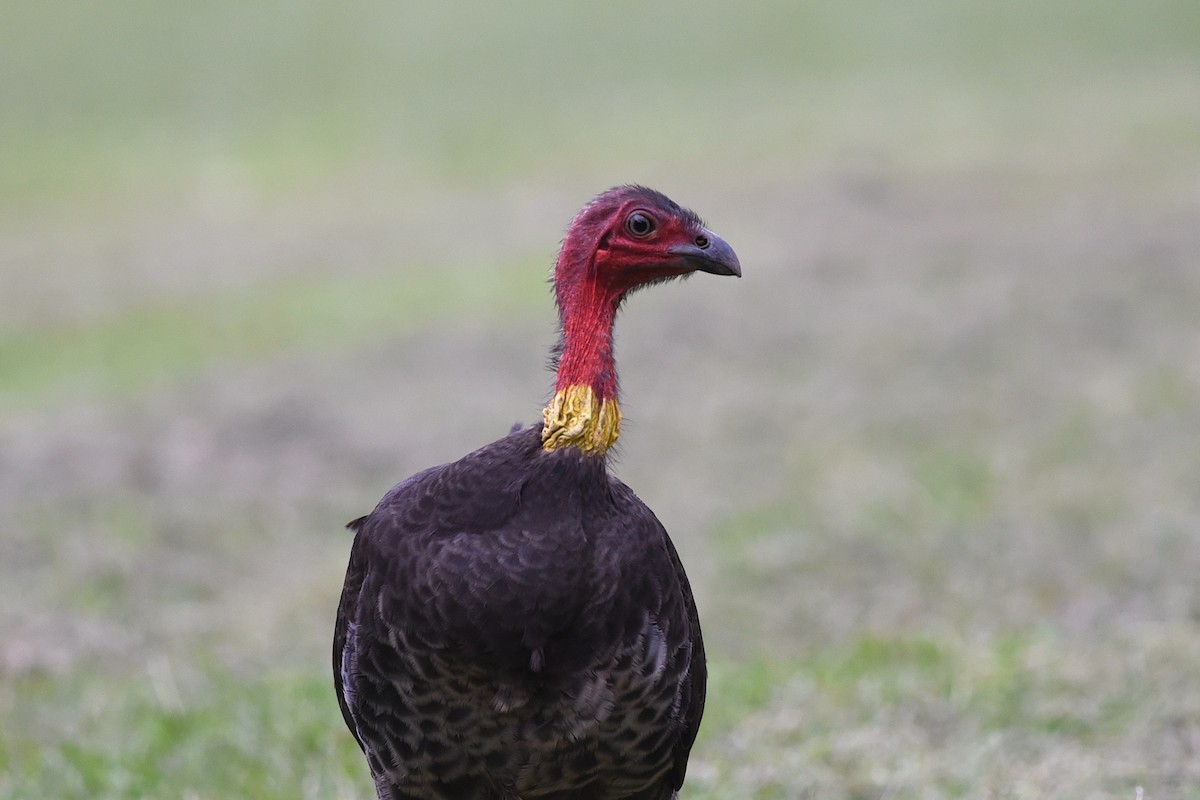Australian Brushturkey - ML646389551