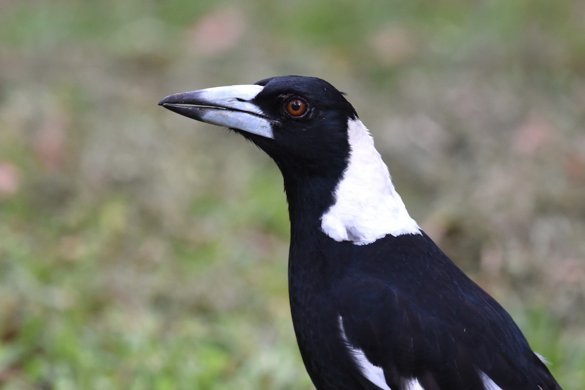 Australian Magpie - ML646389553