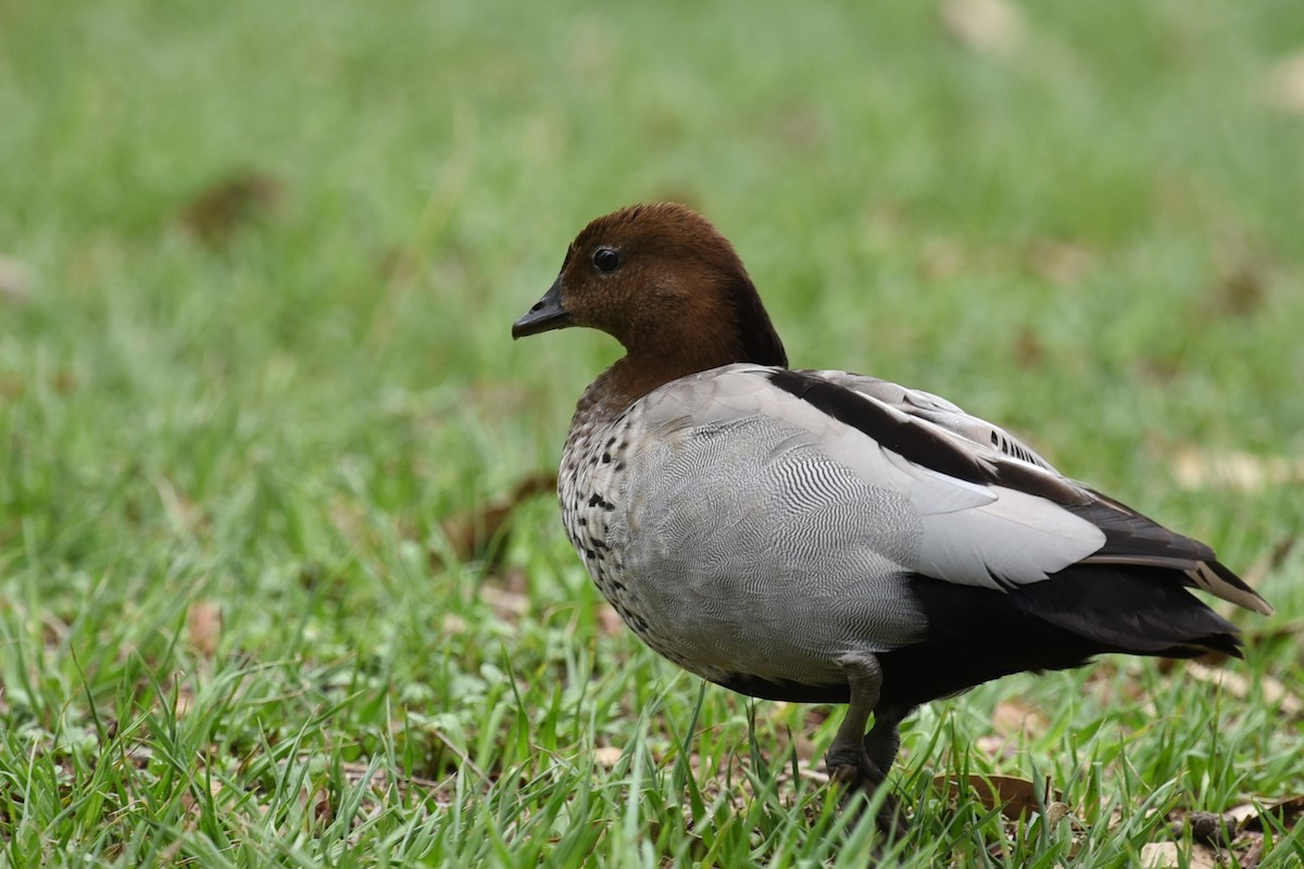 Oca arborea australiana - ML646389554