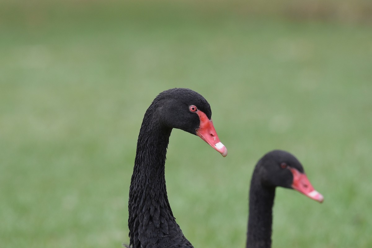 Cigno nero - ML646389555