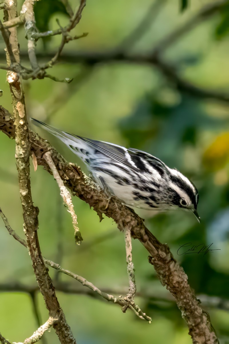 Kletterwaldsänger - ML646389558