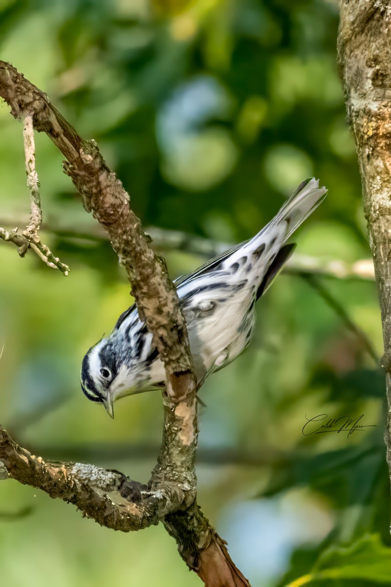 Kletterwaldsänger - ML646389559