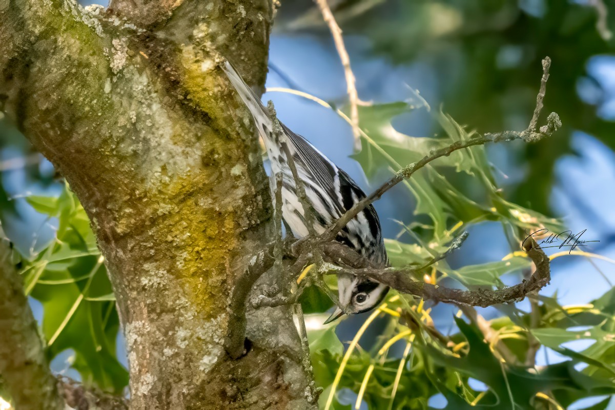 Kletterwaldsänger - ML646389560