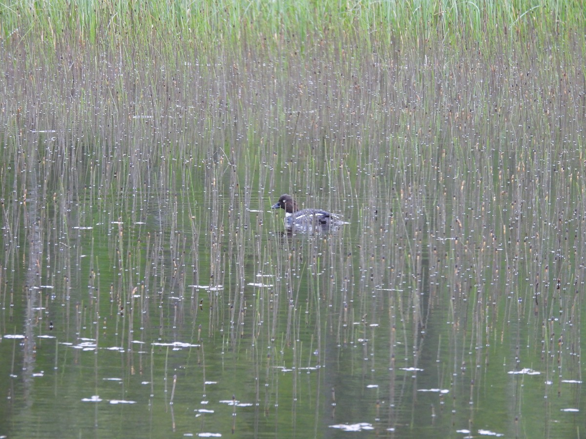 Common Goldeneye - ML646389561