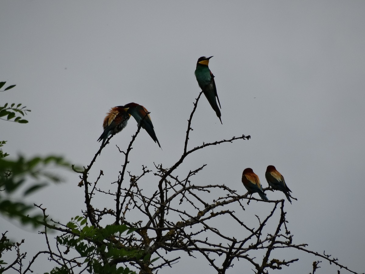 European Bee-eater - ML646389562