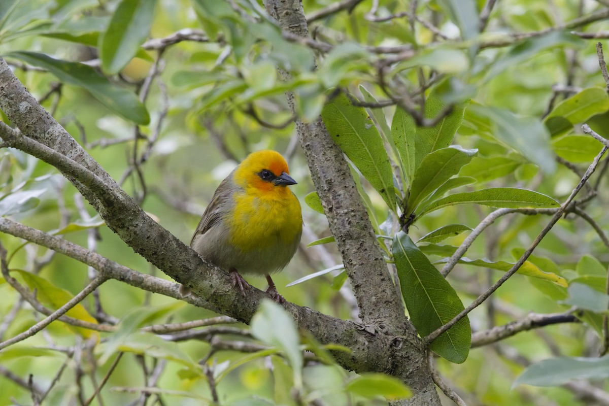 Rodrigues Fody - ML646389563