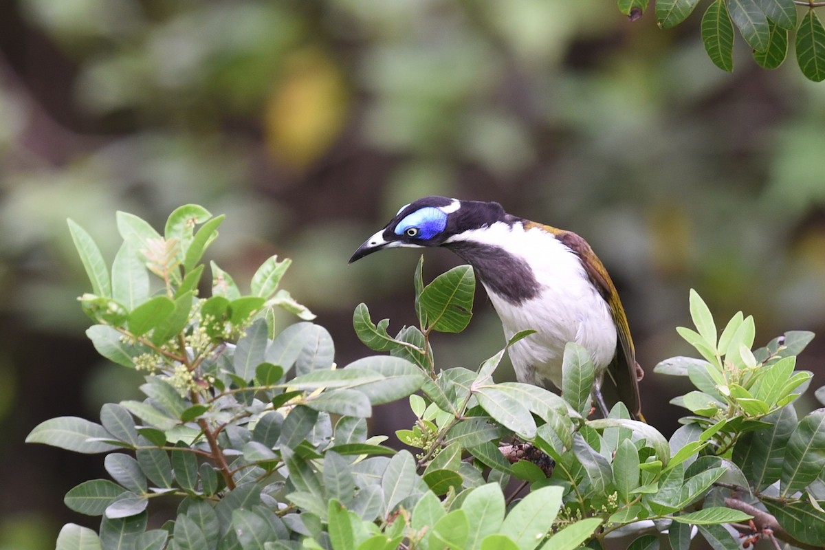 Blue-faced Honeyeater - ML646389564