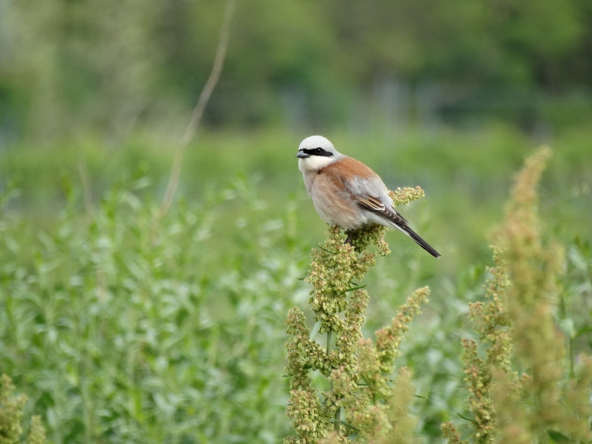 Red-backed Shrike - ML646389565