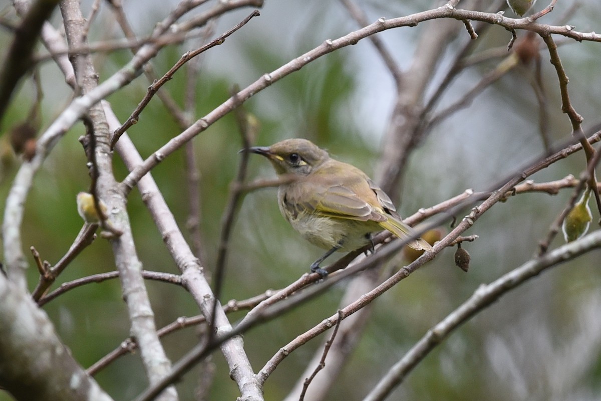 Brown Honeyeater - ML646389567