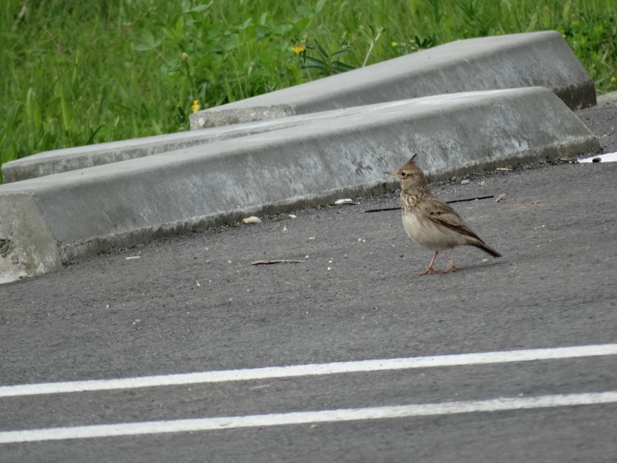 Crested Lark - ML646389568