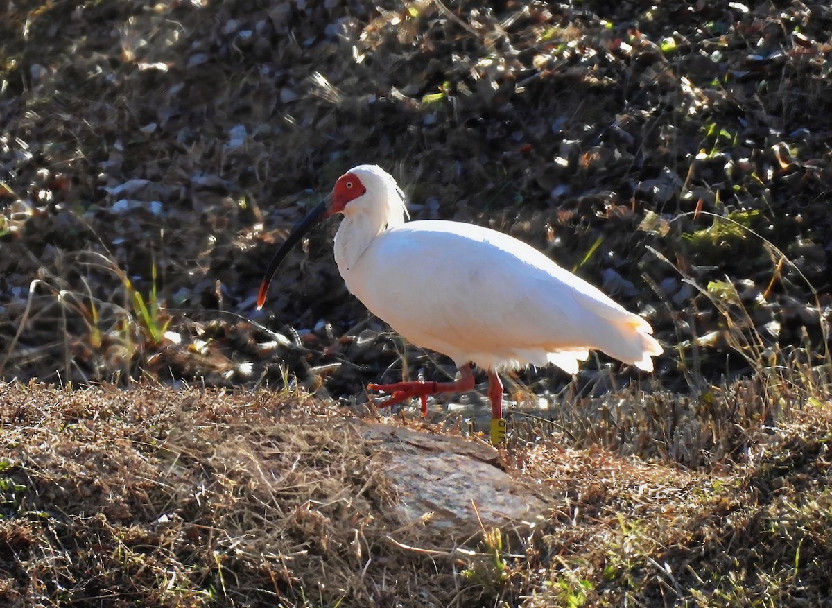 ibis čínský - ML646389572