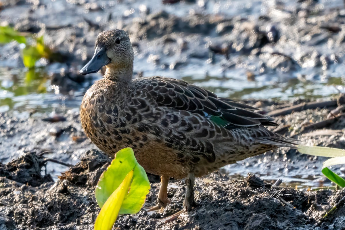 Blauflügelente - ML646389574