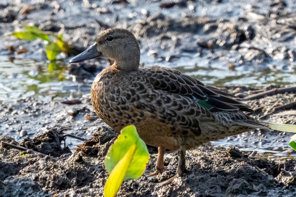 Blauflügelente - ML646389575