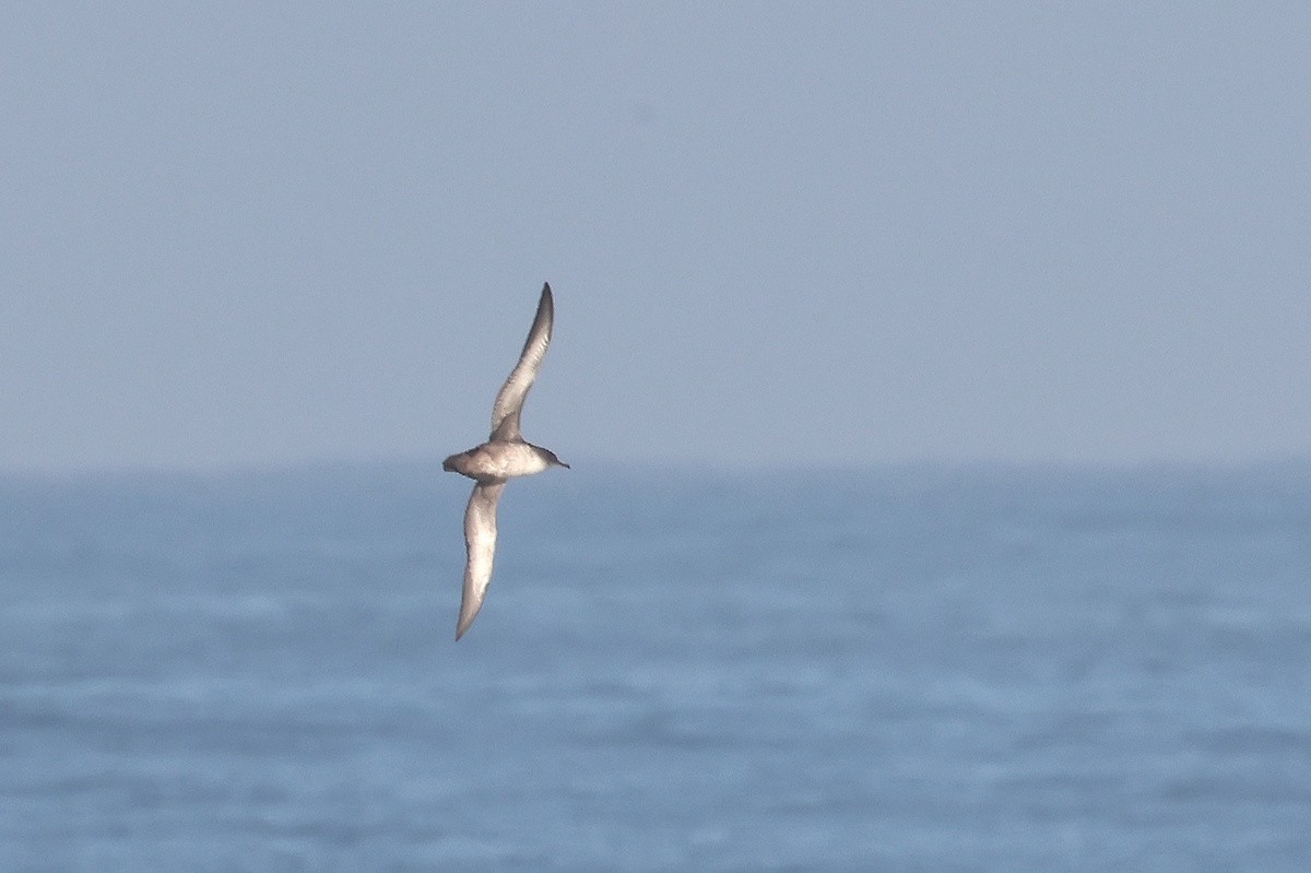 Berta balearica - ML646389577