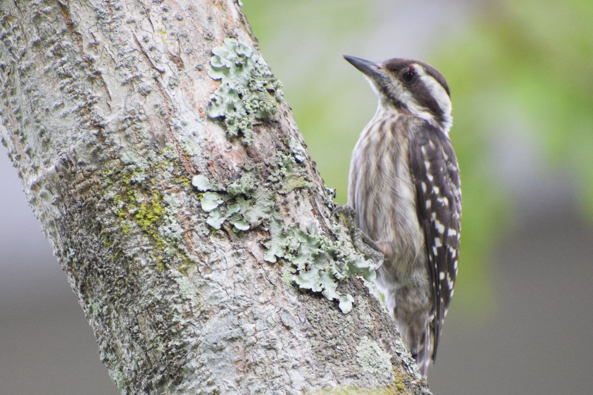 Sunda Pygmy Woodpecker - ML646389579