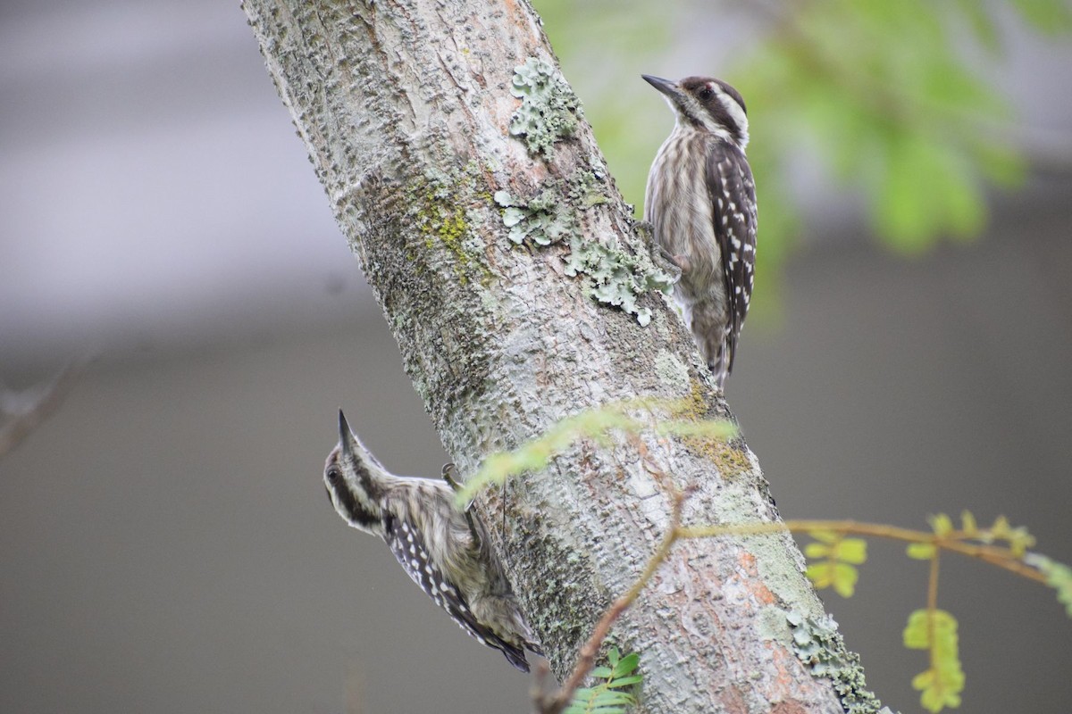Sunda Pygmy Woodpecker - ML646389580