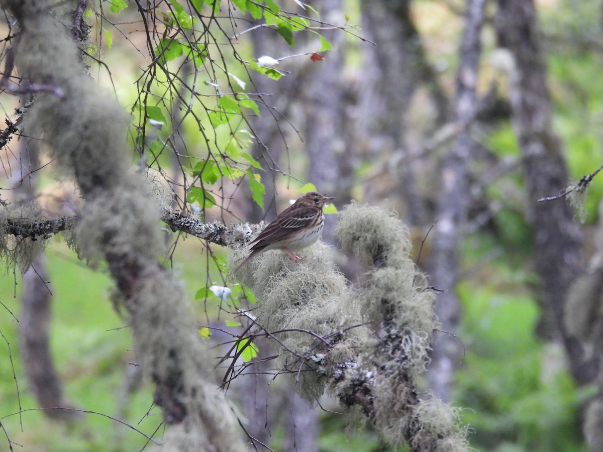 Tree Pipit - ML646389581