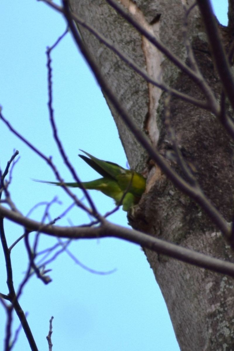 Red-breasted Parakeet - ML646389582