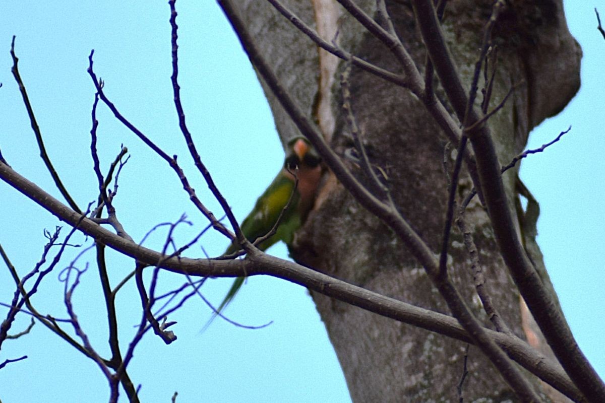 Red-breasted Parakeet - ML646389583