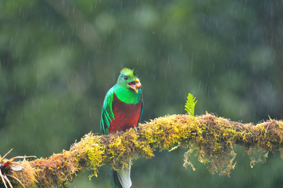 Resplendent Quetzal - ML646389590