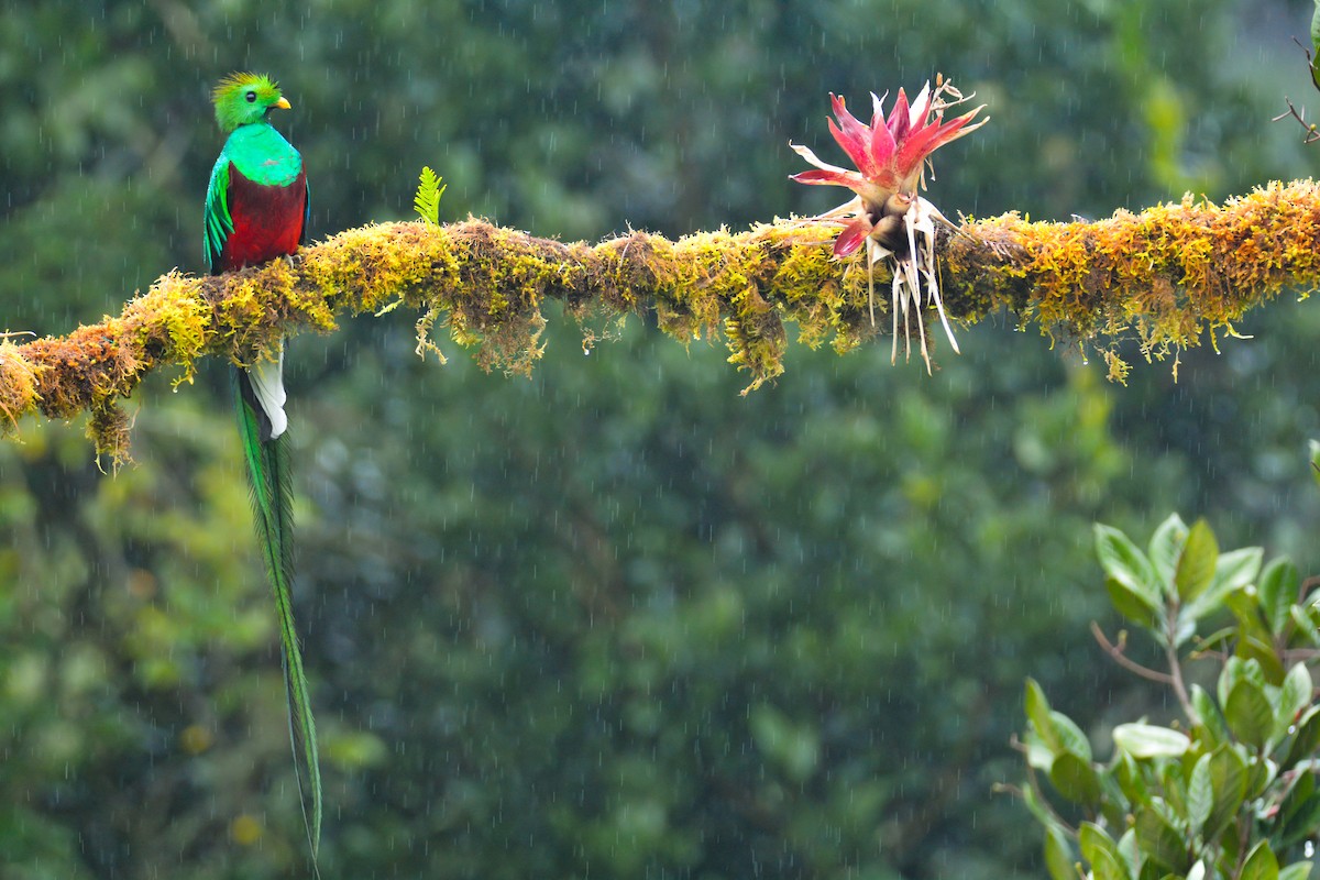 Resplendent Quetzal - ML646389591