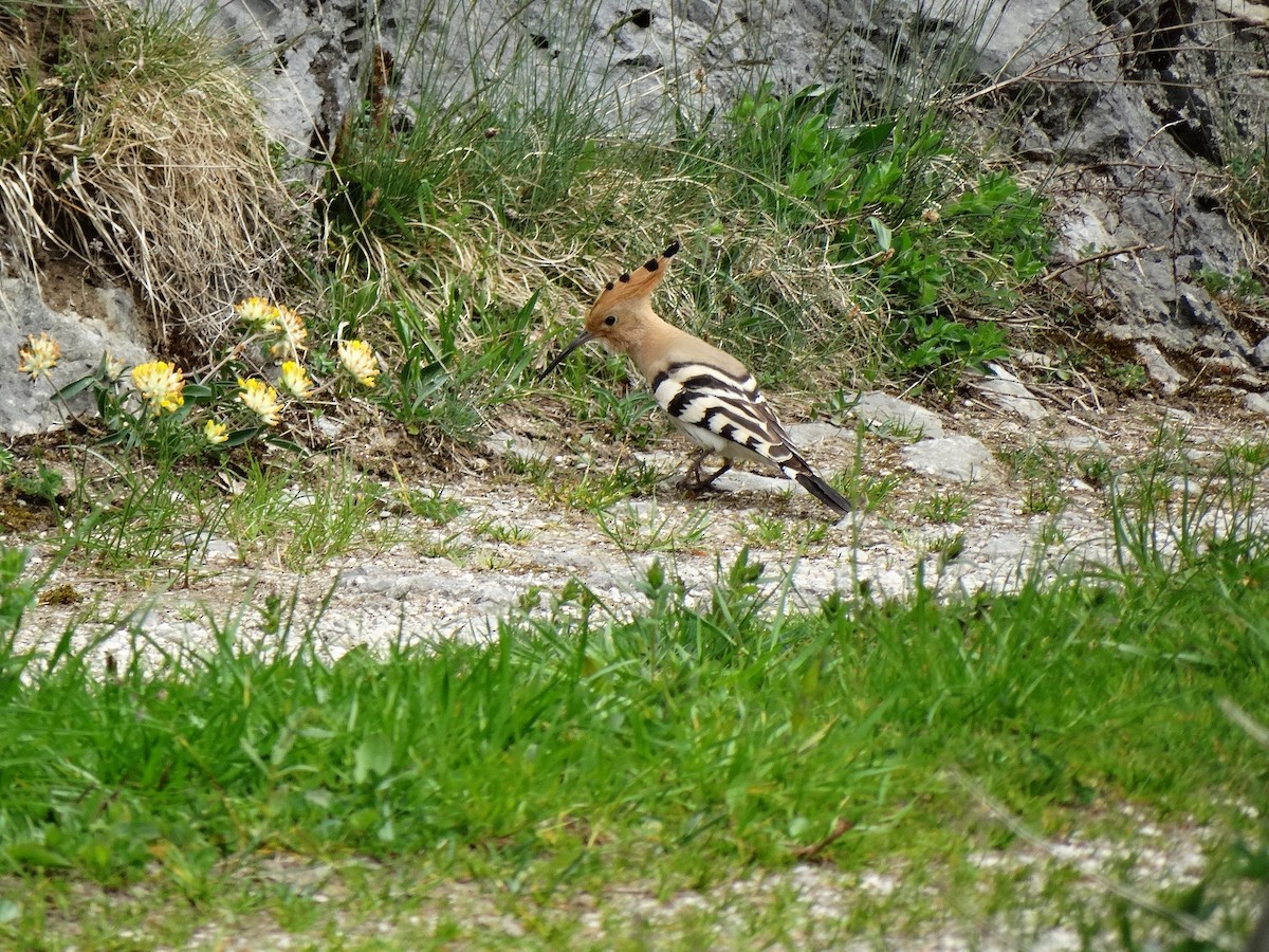 Common Hoopoe - ML646389594