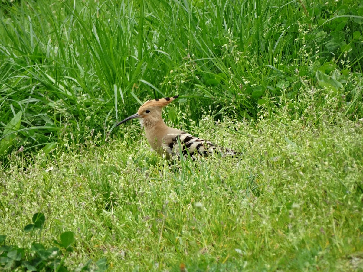 Common Hoopoe - ML646389595