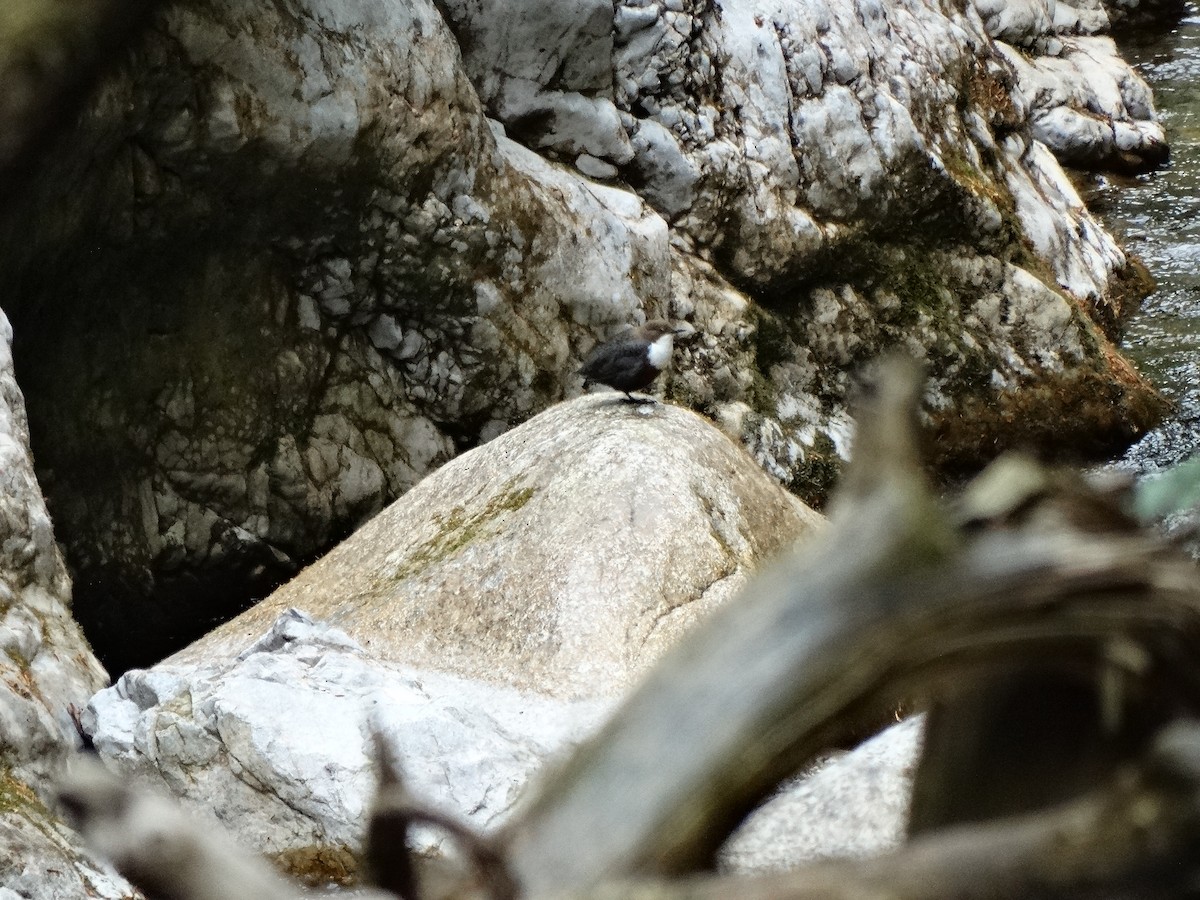 White-throated Dipper - ML646389597