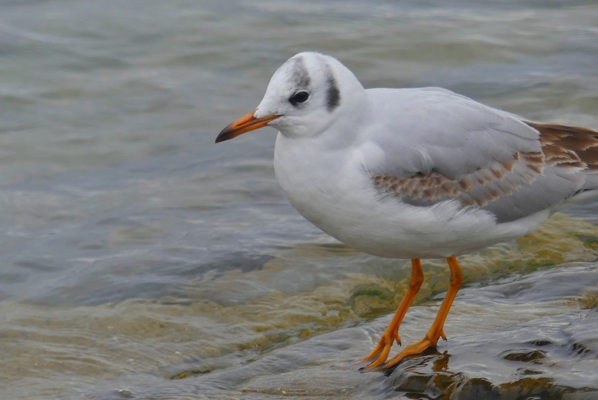 Black-headed Gull - ML646389600
