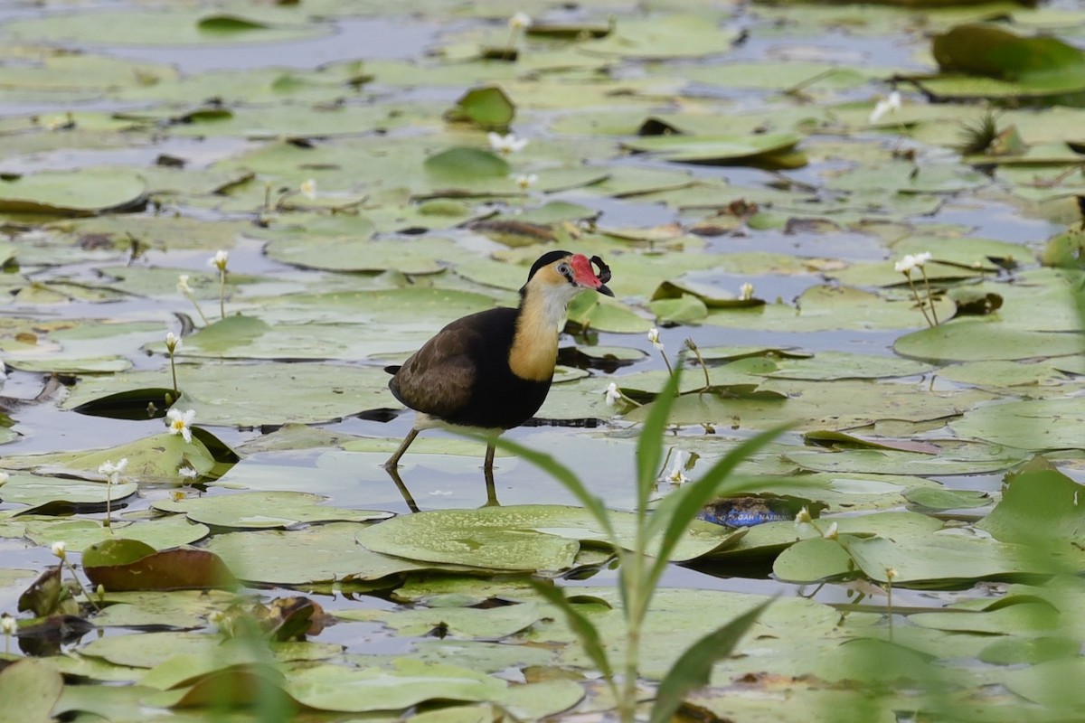 Comb-crested Jacana - ML646389601