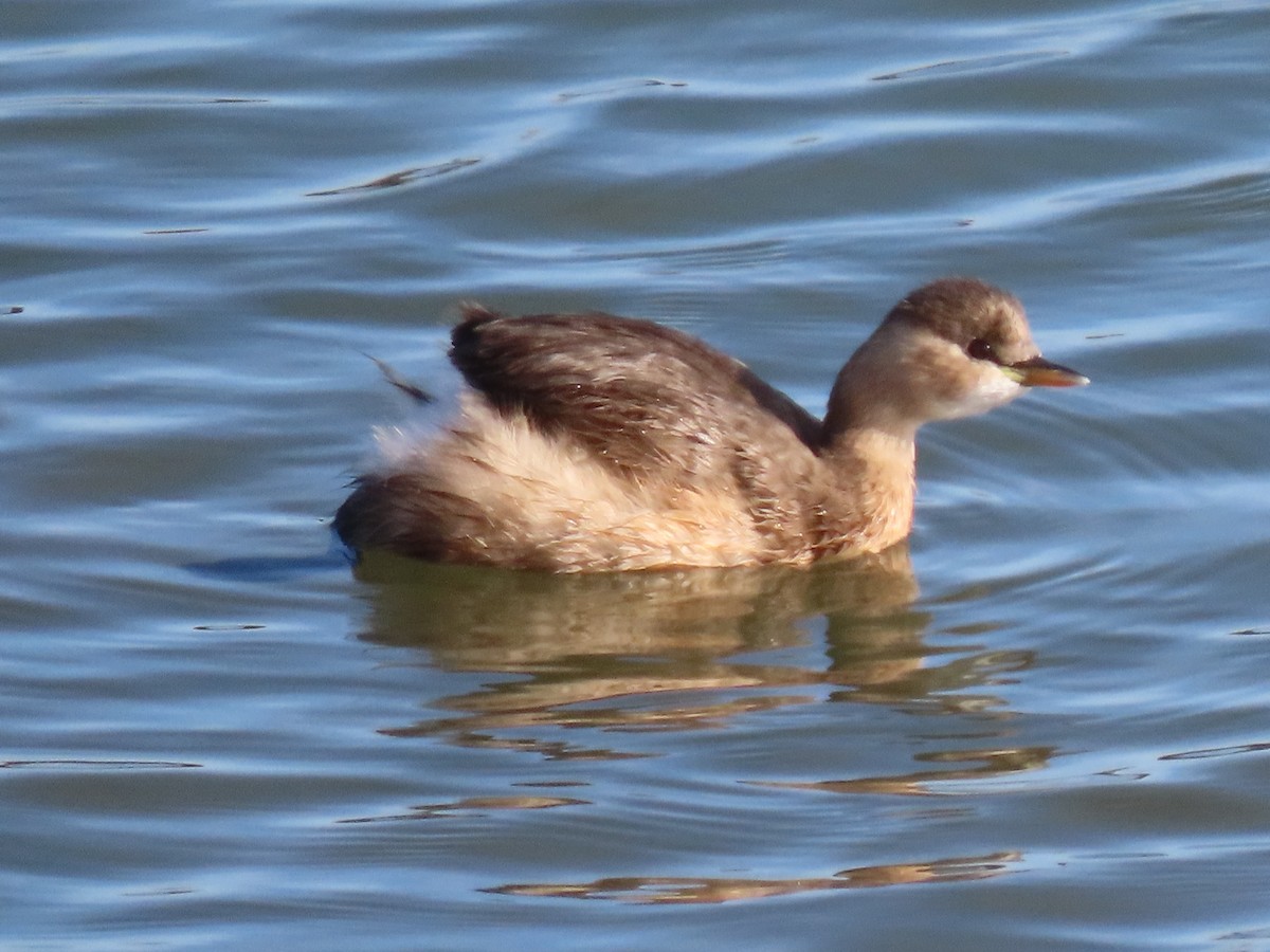Little Grebe - ML646389602