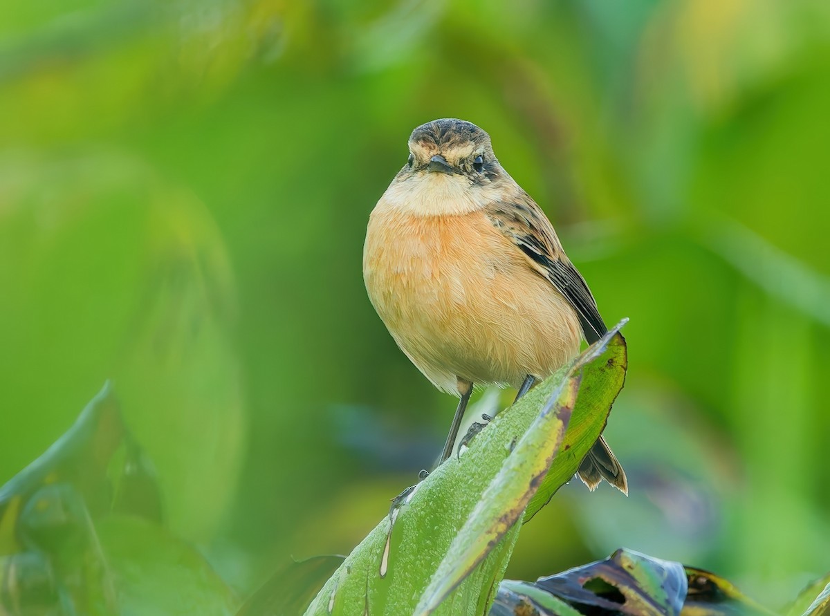 Amur Stonechat - ML646389603