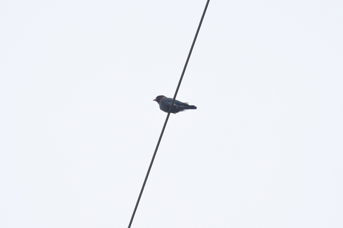 Dollarbird - ML646389604