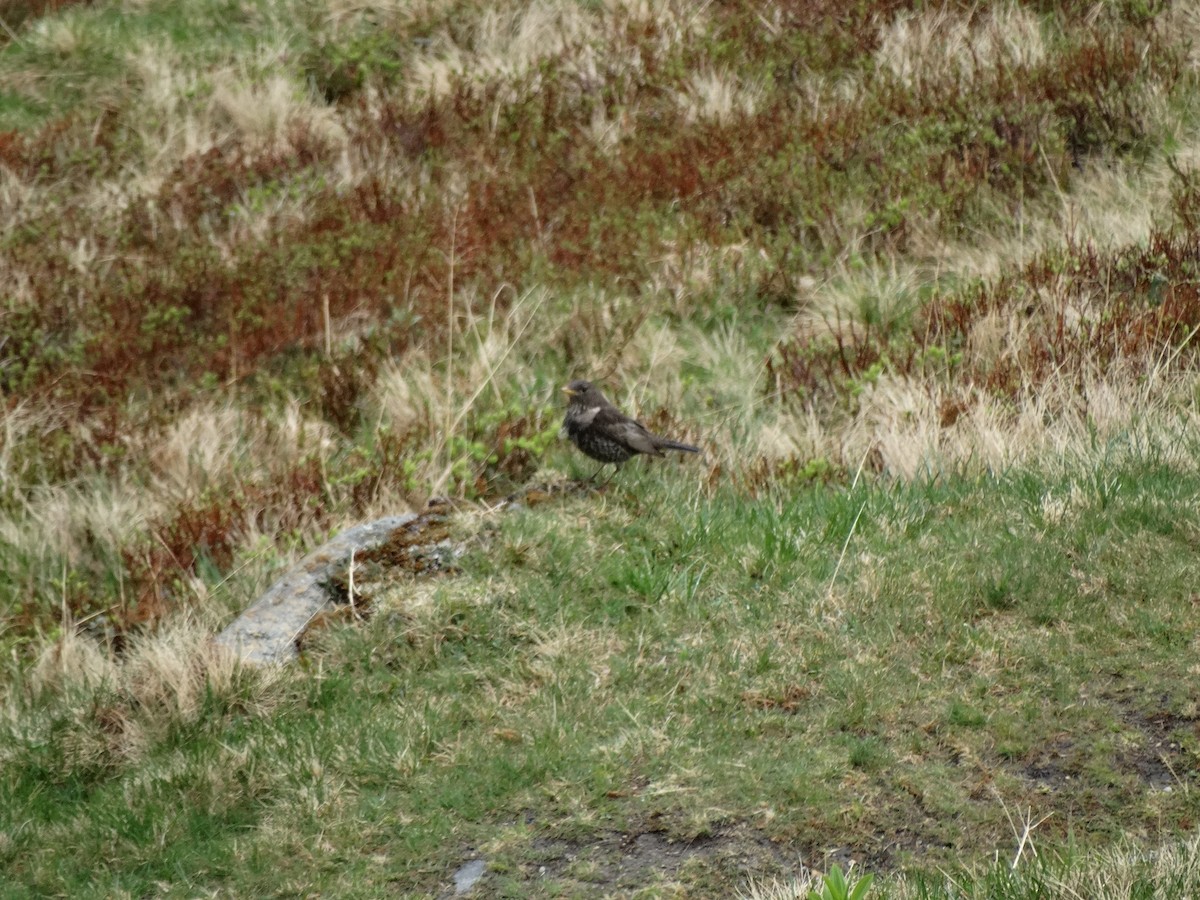 Ring Ouzel - ML646389605