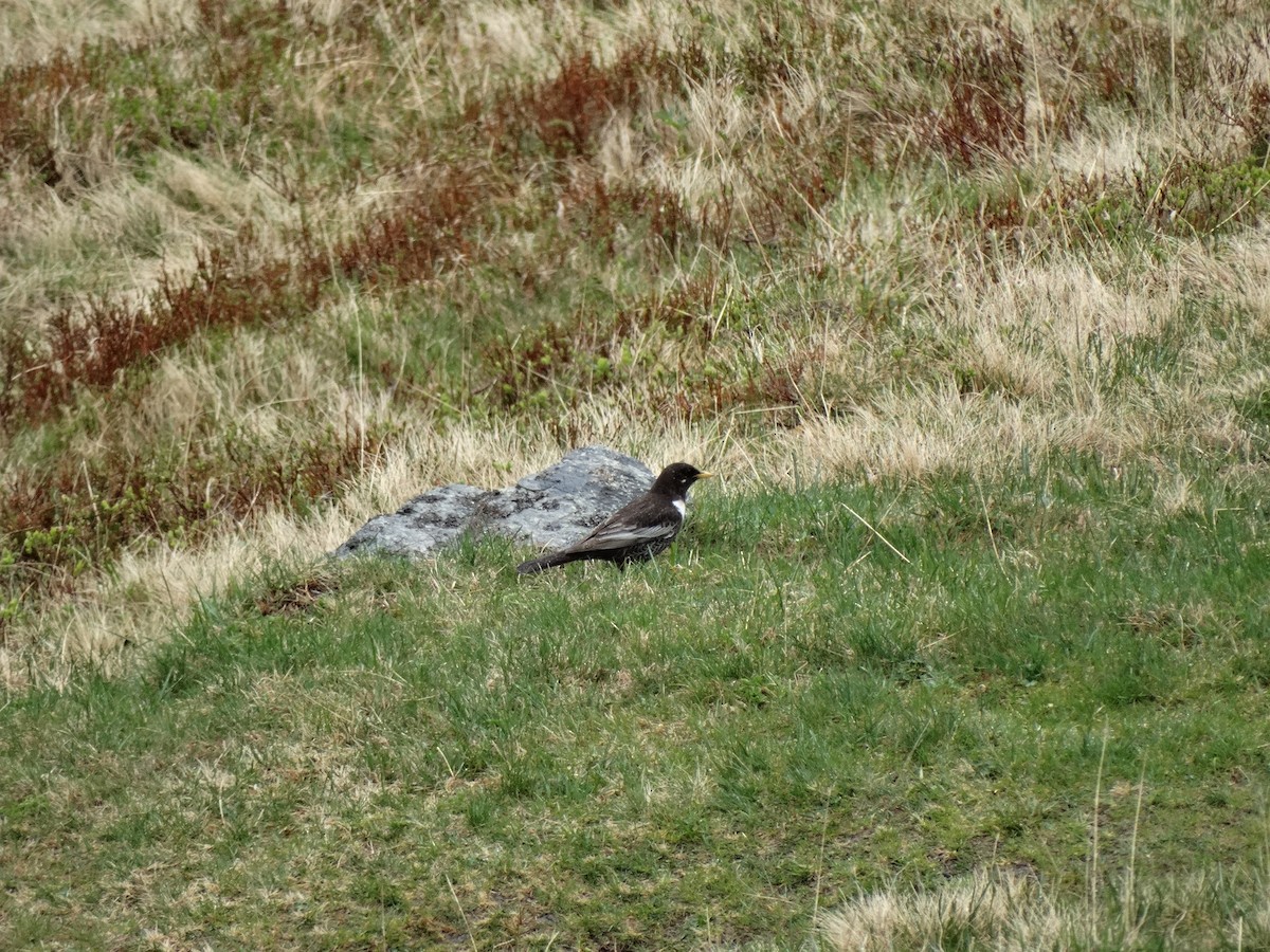 Ring Ouzel - ML646389606