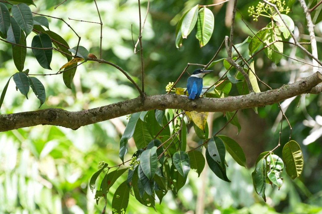 Альціон білошиїй - ML646389607