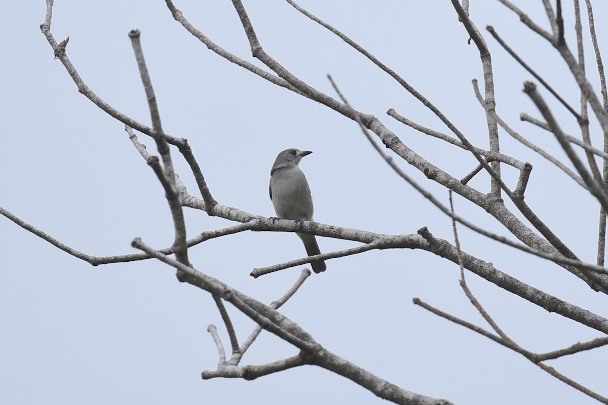 Ядлівчак сірий - ML646389608