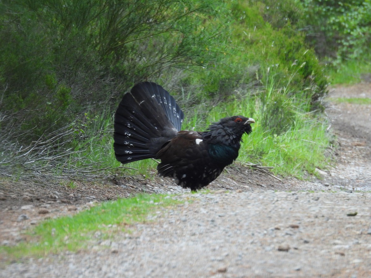 Глушець білодзьобий - ML646389609