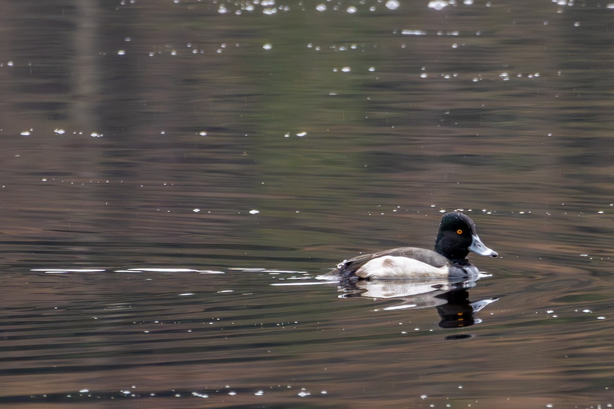 polák proužkozobý x vlnkovaný (hybrid) - ML646389611