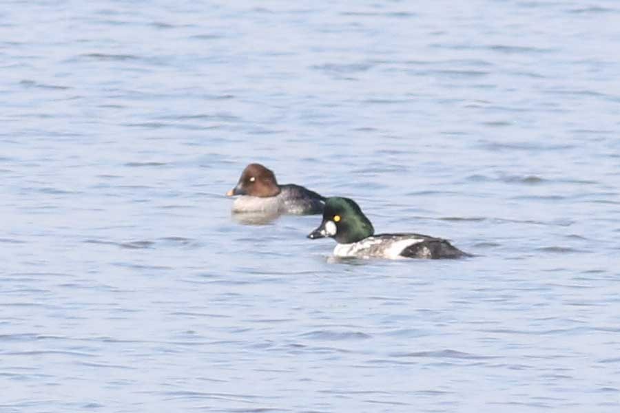 Гоголь зеленоголовий - ML646389613