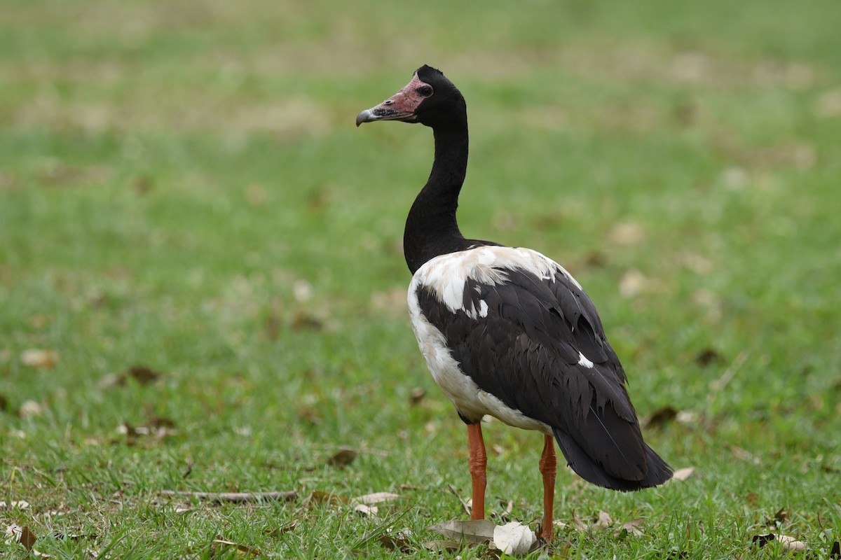 Урако - ML646389615